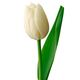 Тюльпан белый
