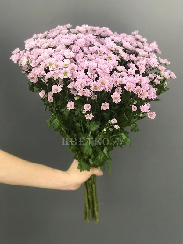 Хризантема Мадиба - Цветочный салон ЦветкоFF Тюмень