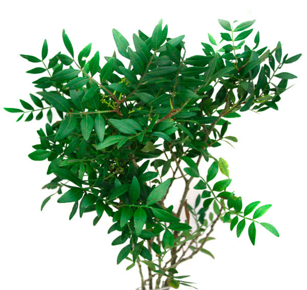 Фисташка - Цветочный салон ЦветкоFF Тюмень