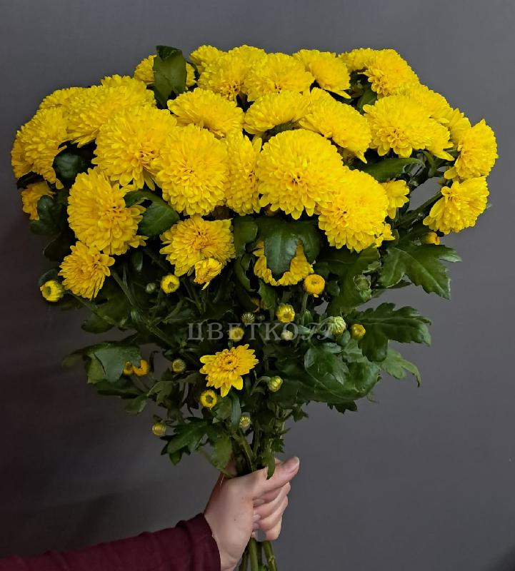 Хризантема мелкая - Цветочный салон ЦветкоFF Тюмень
