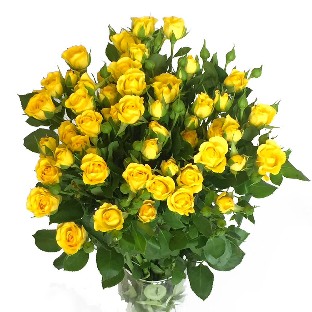 Роза кустовая 60см - Цветочный салон ЦветкоFF Тюмень